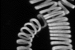 Animated image of xylem (laser scanning confocal
        microscopy)