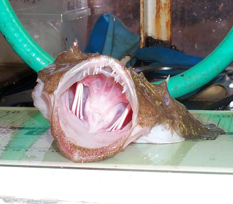 Goosefish